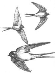 set of birds 3