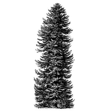 Tree Spruce Engraving Vintage Vector Illustration
