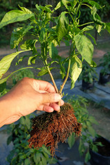 Men hold the pepper trees that have been infected with the disease Chilli mosaic virus (CMV) is common disease of chilli.