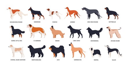 Bundle of funny cute dogs of different breeds isolated on white background. Set of purebred pets or domestic animals of various types. Side view. Colored vector illustration in flat cartoon style.