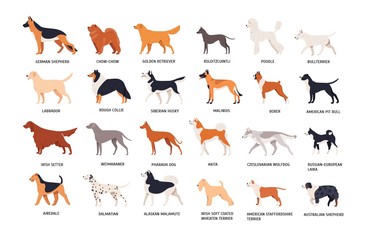 Obraz premium Set of dogs of different breeds isolated on white background. Collection of purebred pets, domestic animals or doggies of various types. Side view. Colored vector illustration in flat cartoon style.