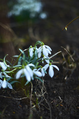 Flowering snowdrops on a spring day in nature