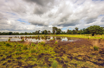 Strijbeekse Heide, North Brabant, Netherlands