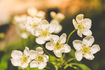 spring flowering trees