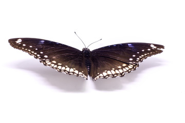 Butterfly select background