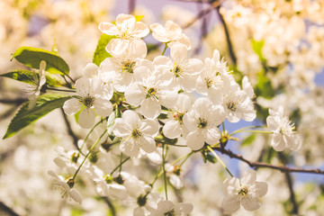 spring flowering trees