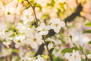 spring flowering trees