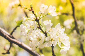 spring flowering trees