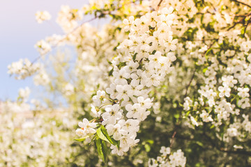 spring flowering trees