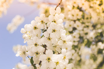 spring flowering trees