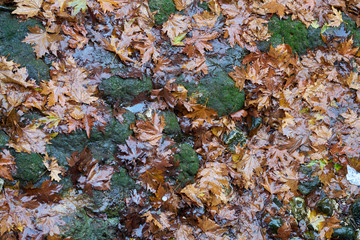 Autumn Background and Texture