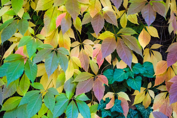 Texture and background. The turned yellow leaves of the curling and wild grapes. Autumn season. Walk in Zindelfingen, Germany.