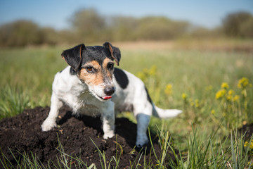 Naklejka na ściany i meble Dog is sitting on a molehill - Jack Russell Terrier 7 years ol