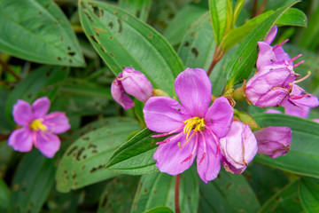 Naklejka premium Rose Myrtle flower background wallpaper