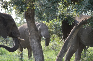 Elephants around a tree in Africa