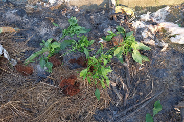 Chilli mosaic virus (CMV) is common disease of chilli. The leaves turned to unequal yellowish green.