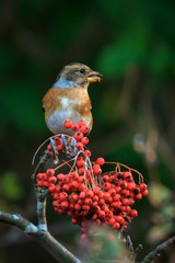 Brambling bird, Fringilla montifringilla, in winter plumage feeding berries
