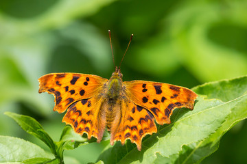 top view wings Comma butterfly (Polygonia c-album)