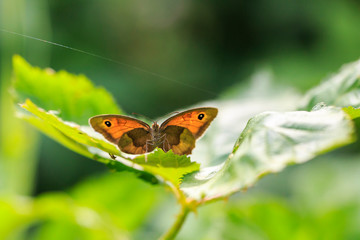 Fototapeta na wymiar meadow brown butterfly Maniola jurtina front view