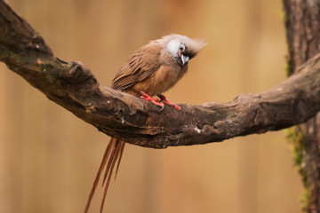 Closeup of a speckled mousebird Colius striatus
