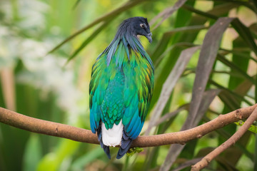 Nicobar pigeon Caloenas nicobarica beautiful plumage