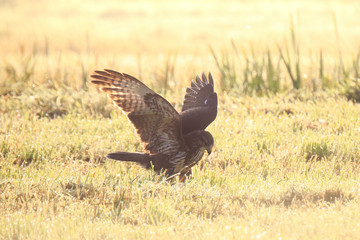Buzzard Buteo buteo catch a prey during a foggy sunset