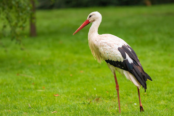 Stork bird Ciconia ciconia in grass