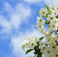 spring landscape . Flowering cherry tree and blue sky. Spring flowering garden.Copy space
