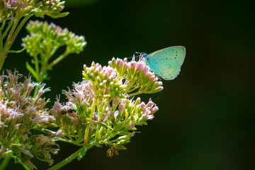 Closeup of a holly blue Celastrina argiolus butterfly feeding