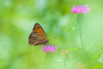 Dreamlike butterfly