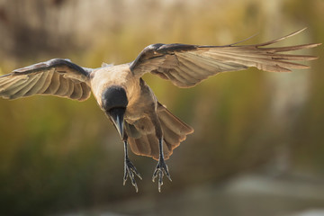 Closeup of a House crow Corvus splendens bird