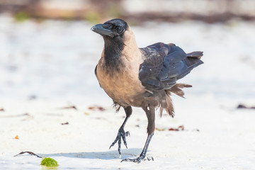 Closeup of a House crow Corvus splendens bird