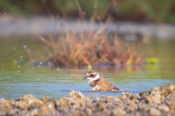 Common Ringed Plover Charadrius hiaticula waterfowl bird preening and cleaning in between rocks on wetlands