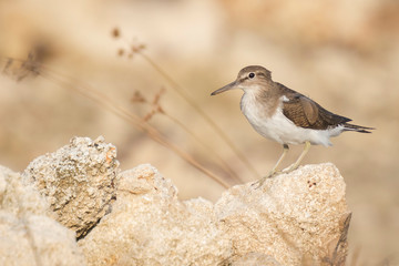 Common Sandpiper