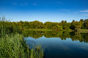 Fototapeta na wymiar pond, river, shore, plants, forest, trees, thickets, sky, reflection, water, surface, nature, landscape