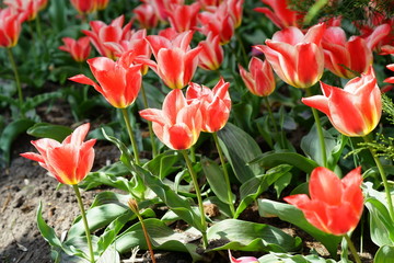 Spring field with red tulips background