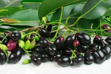 Exotic fruit Syzygium cumini called in Brazil as jamelão in white background