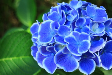 紫陽花