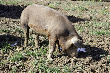 Pigs on farm