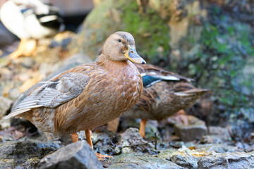 Portrait of a cute duck