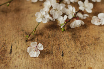 coffee in a cup on the table and primrose on the table (aroma). copy space. top