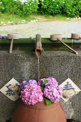 紫陽花寺