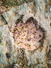 Rare Dinosaur footprint of the sauropod-dominated tracksite from Rubha nam Brathairean, Brothers Point - Isle of Skye, Scotland © Lukassek