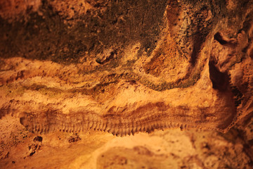 fossile all'interno di una grotta, Aruba, mar dei Caraibi © CdG
