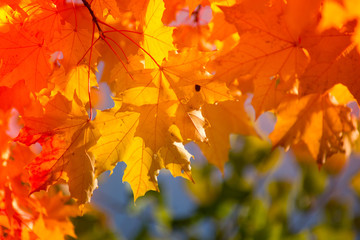 Autumnal maple leaves in blurred background