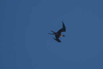 Uccello nero in volo nel cielo blu