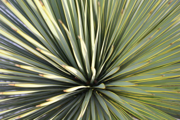 Tropical plant close-up.