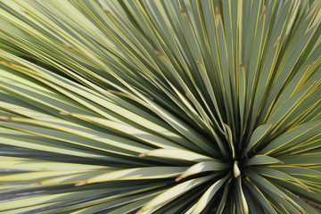 Tropical plant close-up.