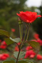 Scarlet Queen Elizabeth - Grandiflora Rose