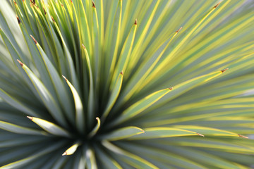 Tropical plant close-up.